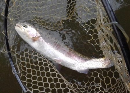 大安トラウトレイク 釣果